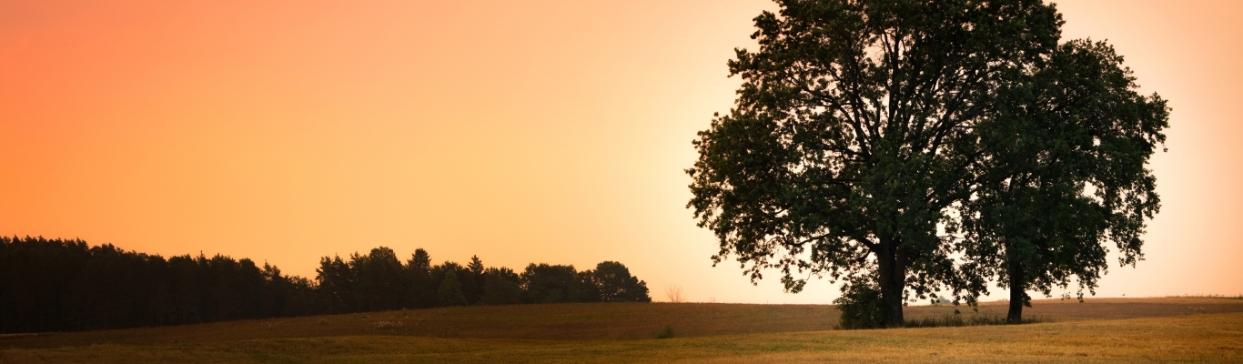 Sunset with trees in the distance